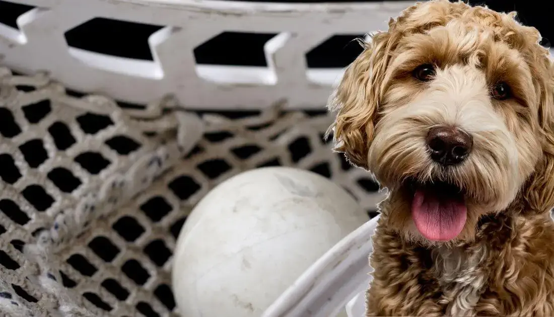 Are Lacrosse Balls Safe for Dogs